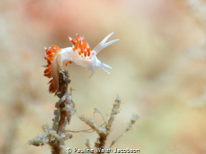 Nudibranch, Flabellina dushia with eggs, Blue Heron Bridg... by Pauline Walsh Jacobson 